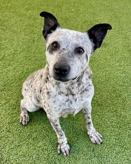 Wynona, Adoptable, Adult Female Cattle Dog & Mixed Breed.