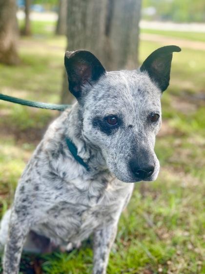 Wynona, Adoptable, Adult Female Cattle Dog & Mixed Breed.