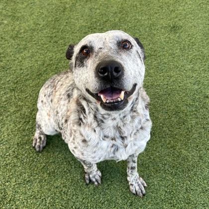 Enlarge Wynona, a Adoptable mixed breed in Fort Worth, TX image 2/3