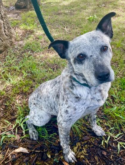 Enlarge Wynona, a Adoptable mixed breed in Fort Worth, TX image 3/3