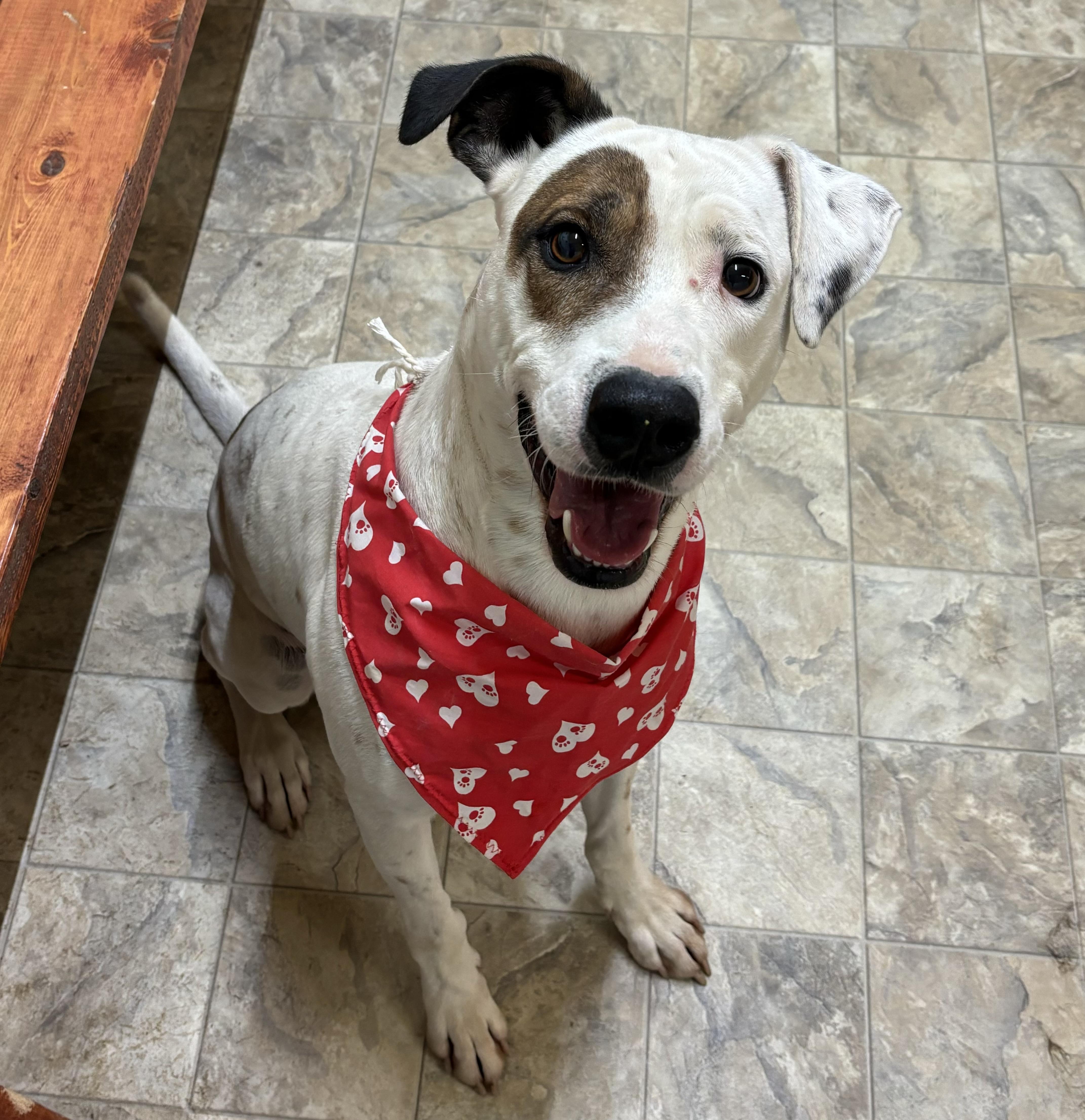 Millo, Adoptable, Adult Male Terrier.