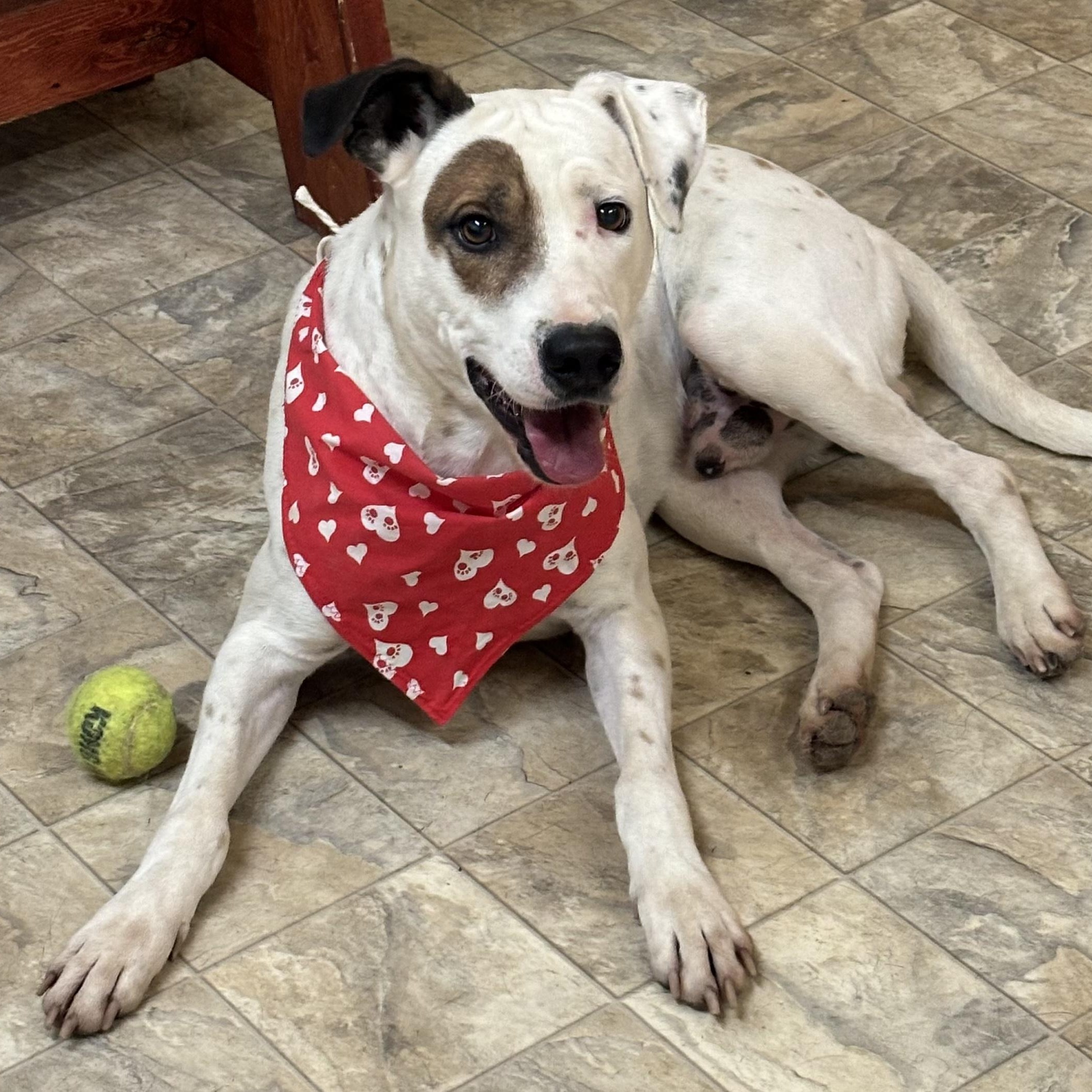 Enlarge Millo, a Adoptable mixed breed in Pilot Point, TX image 2/3