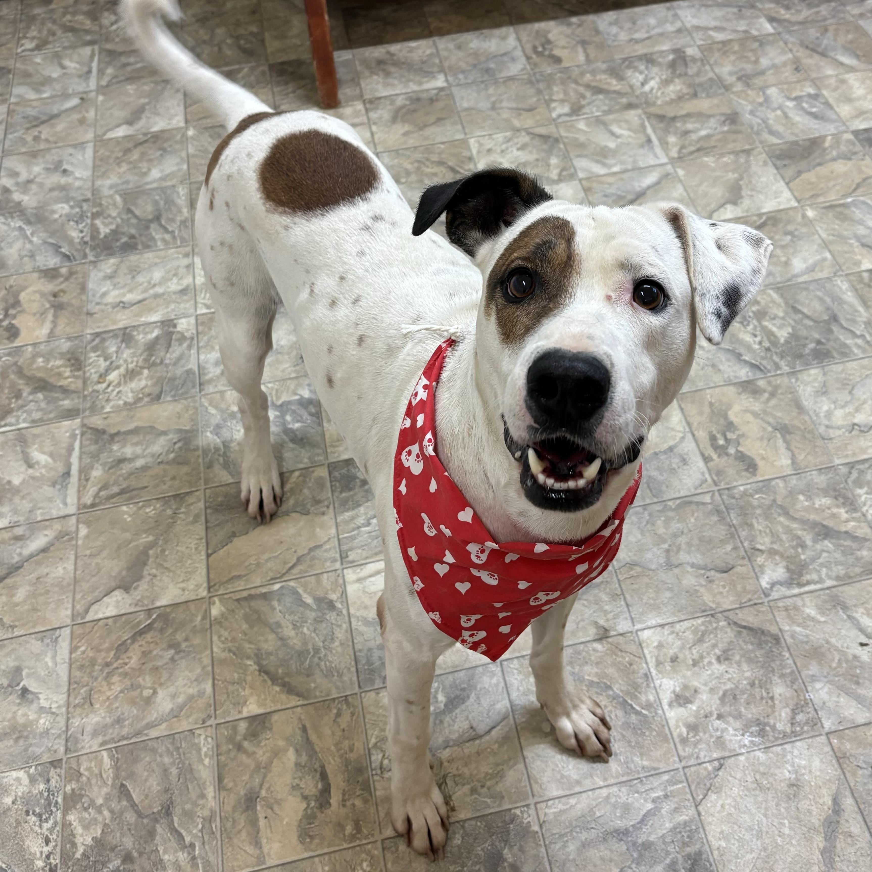 Millo, Adoptable, Adult Male Terrier.