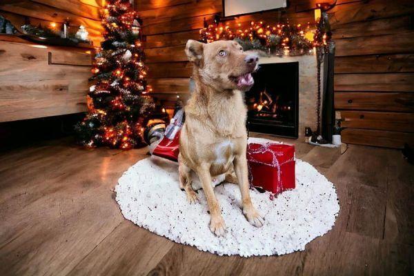 Cody, Adoptable, Young Male Shepherd.