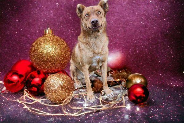 Enlarge Cody, a Adoptable mixed breed in Hastings, MN image 1/2