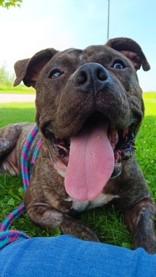 Ryker, Adoptable, Adult Male Mixed Breed.