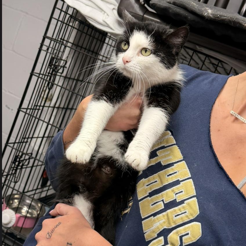 Whinnie, adopted, Adult Female Domestic Short Hair.