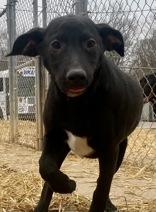 Enlarge Averill, a ADOPTABLE Black Labrador Retriever in Glasgow, KY image 1/2