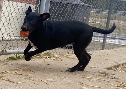Enlarge Averill, a ADOPTABLE Black Labrador Retriever in Glasgow, KY image 2/2