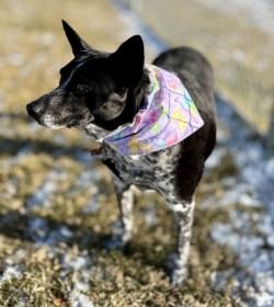 Abbey, a ADOPTABLE Australian Cattle Dog / Blue Heeler in Hamilton, MT image 2/3