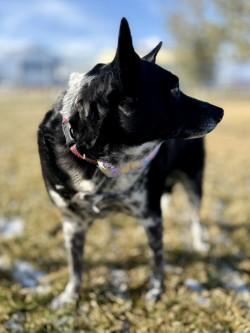 Abbey, ADOPTABLE, Senior Female Australian Cattle Dog / Blue Heeler.