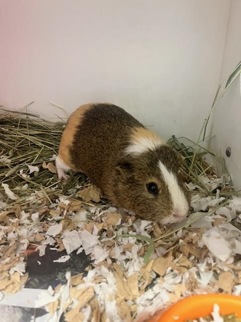 Enlarge Acetaminophen (ID 52131), a Adoptable Guinea Pig in Manassas, VA image 1/1