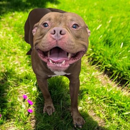 Enlarge Cash, a Adoptable mixed breed in Cumberland, MD image 2/2