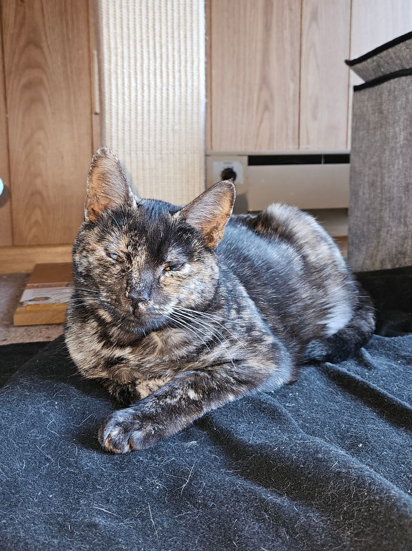 Amelia, Adopted, Kitten Female Domestic Short Hair.