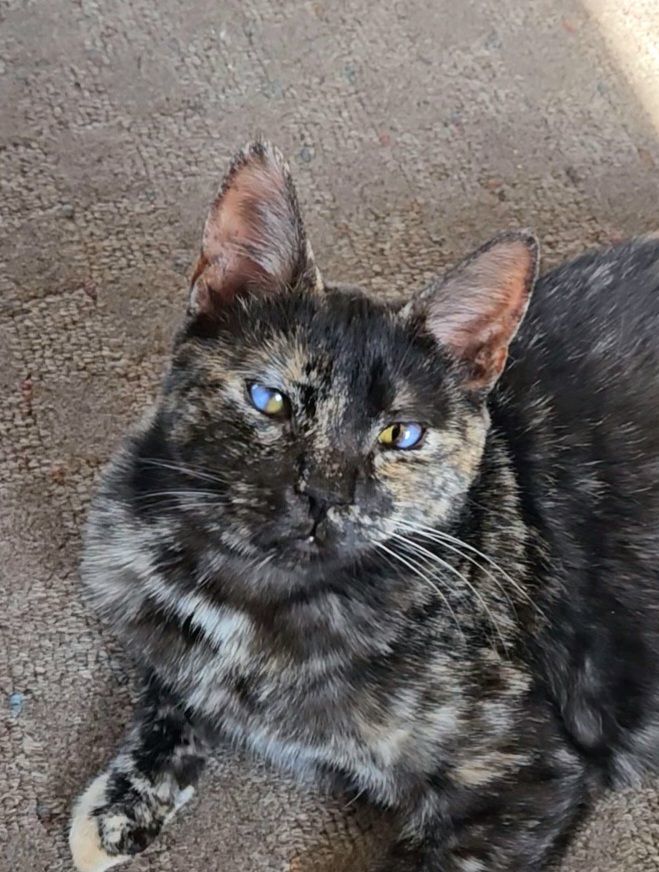 Amelia, a Adopted Domestic Short Hair in White Marsh, MD image 2/6