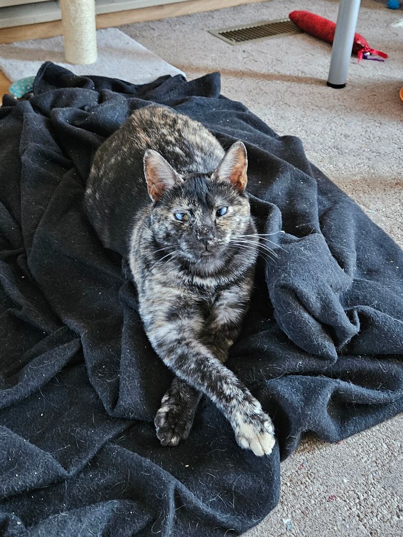 Amelia, a Adopted Domestic Short Hair in White Marsh, MD image 3/6