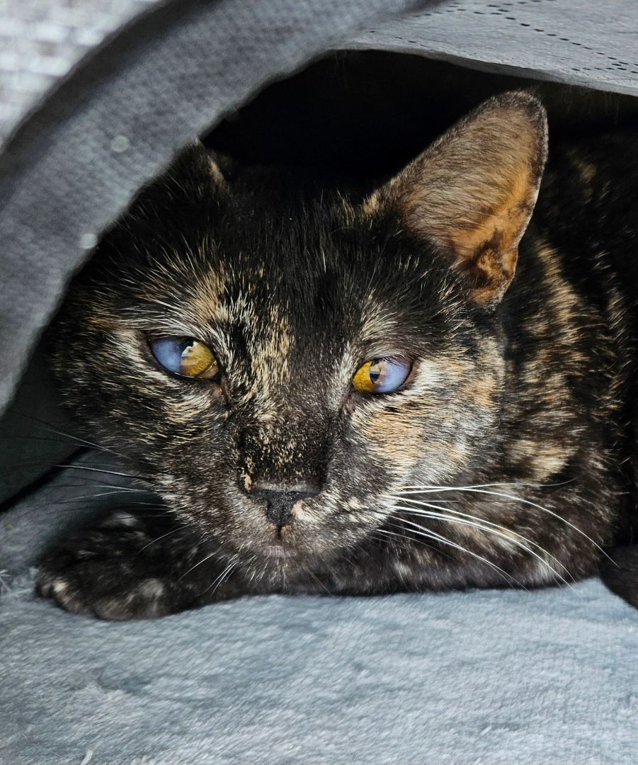 Amelia, a Adopted Domestic Short Hair in White Marsh, MD image 4/6