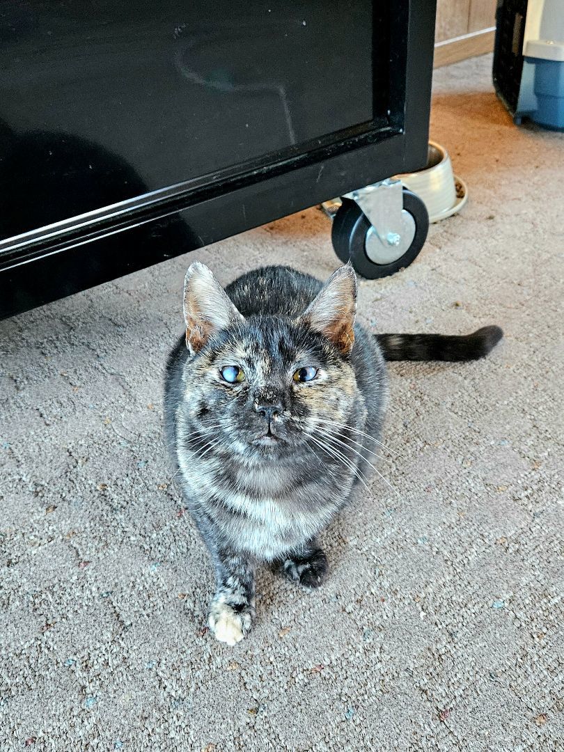 Amelia, a Adopted Domestic Short Hair in White Marsh, MD image 5/6