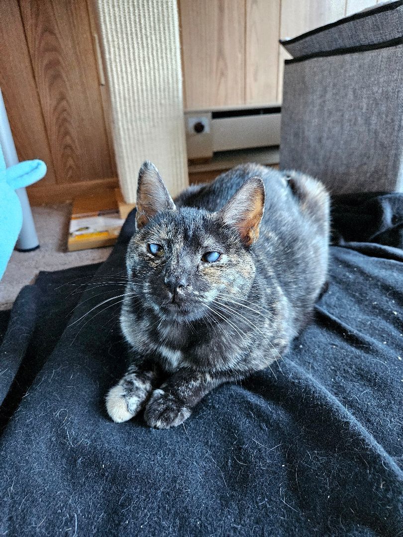 Amelia, a Adopted Domestic Short Hair in White Marsh, MD image 6/6