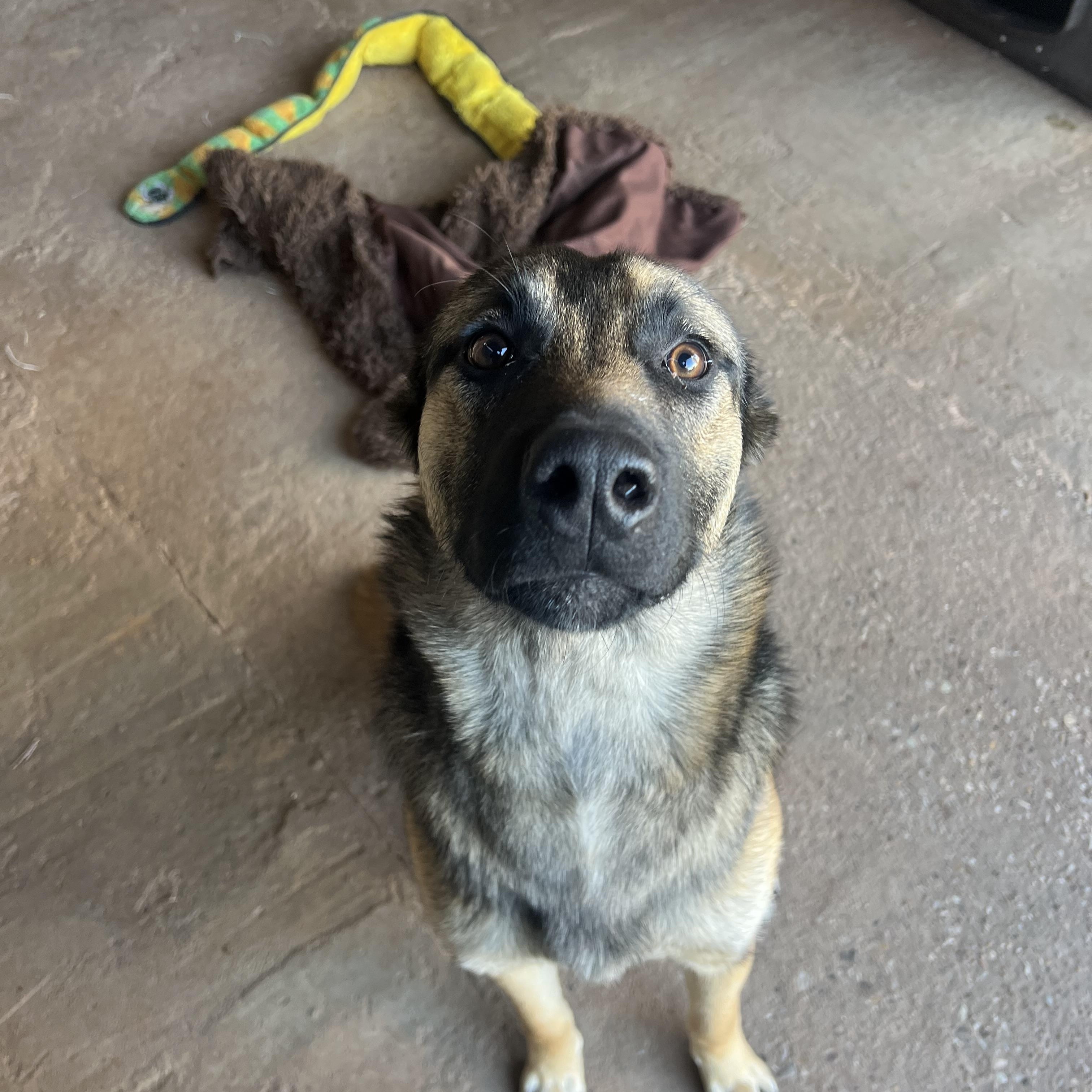 TJ, a ADOPTABLE German Shepherd Dog in Carnegie, OK image 3/3