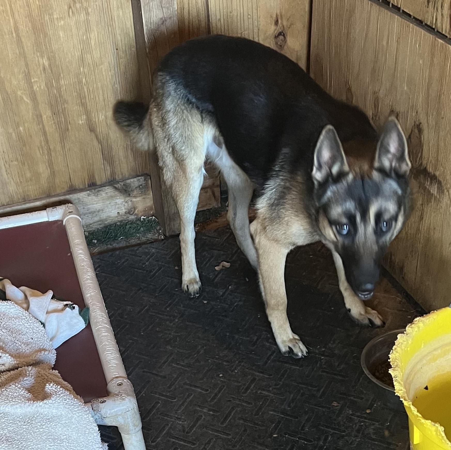 TJ, a ADOPTABLE German Shepherd Dog in Carnegie, OK image 2/3