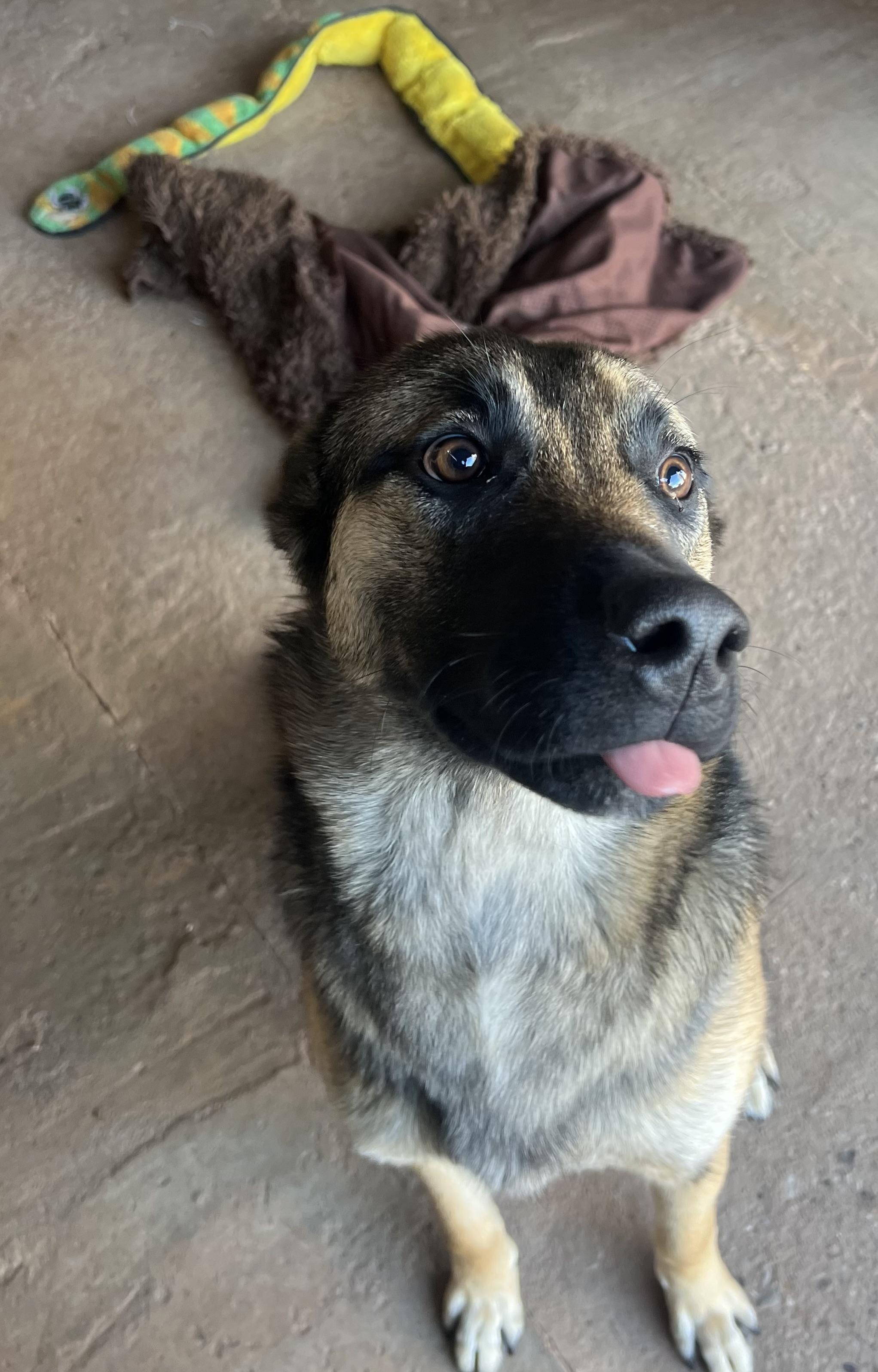 TJ, a ADOPTABLE German Shepherd Dog in Carnegie, OK image 1/3