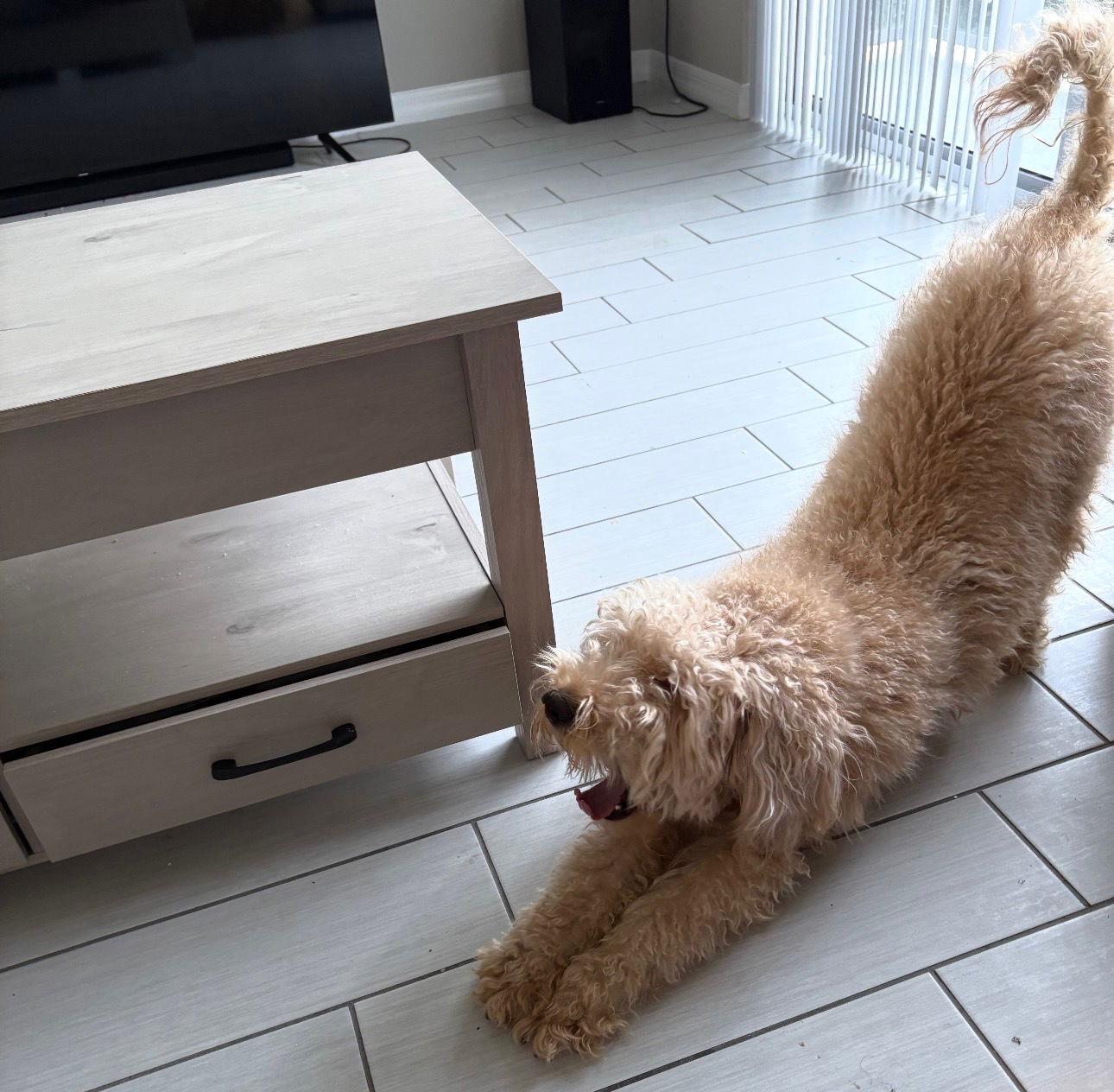 Dylan, Adoptable, Young Male Poodle & Golden Retriever.