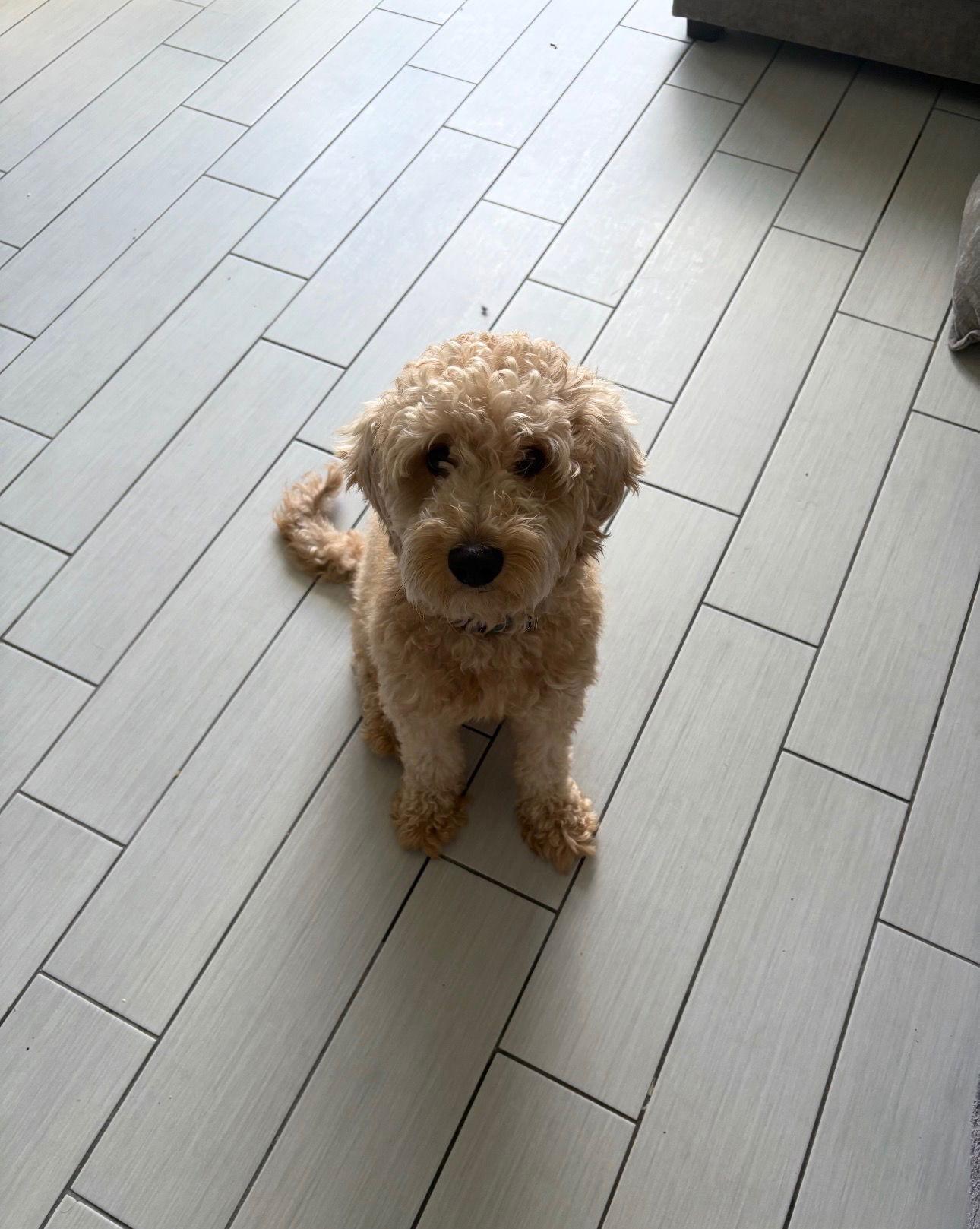 Enlarge Dylan, a Adoptable mixed breed in Valrico, FL image 2/3