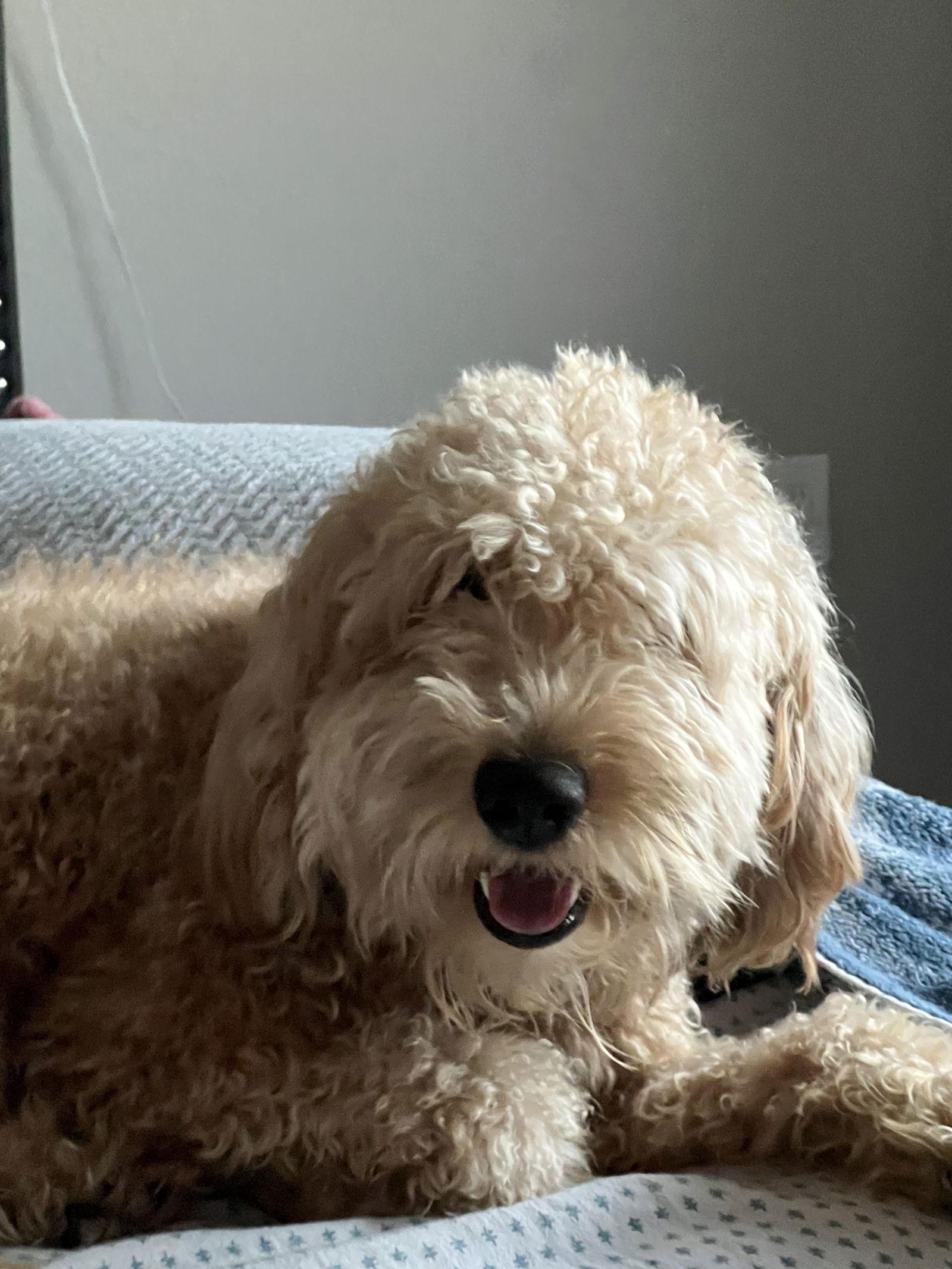 Enlarge Dylan, a Adoptable mixed breed in Valrico, FL image 3/3