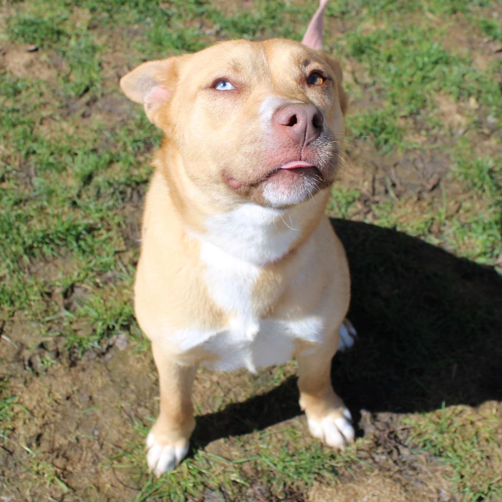 Stella — thumbnail 2