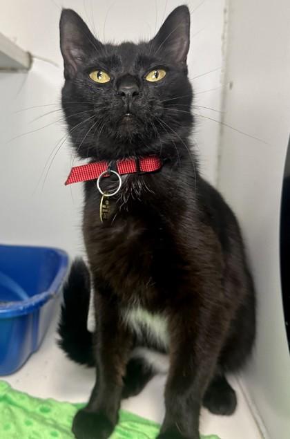 Enlarge Lilly, a Adoptable mixed breed in Columbus, OH image 1/1