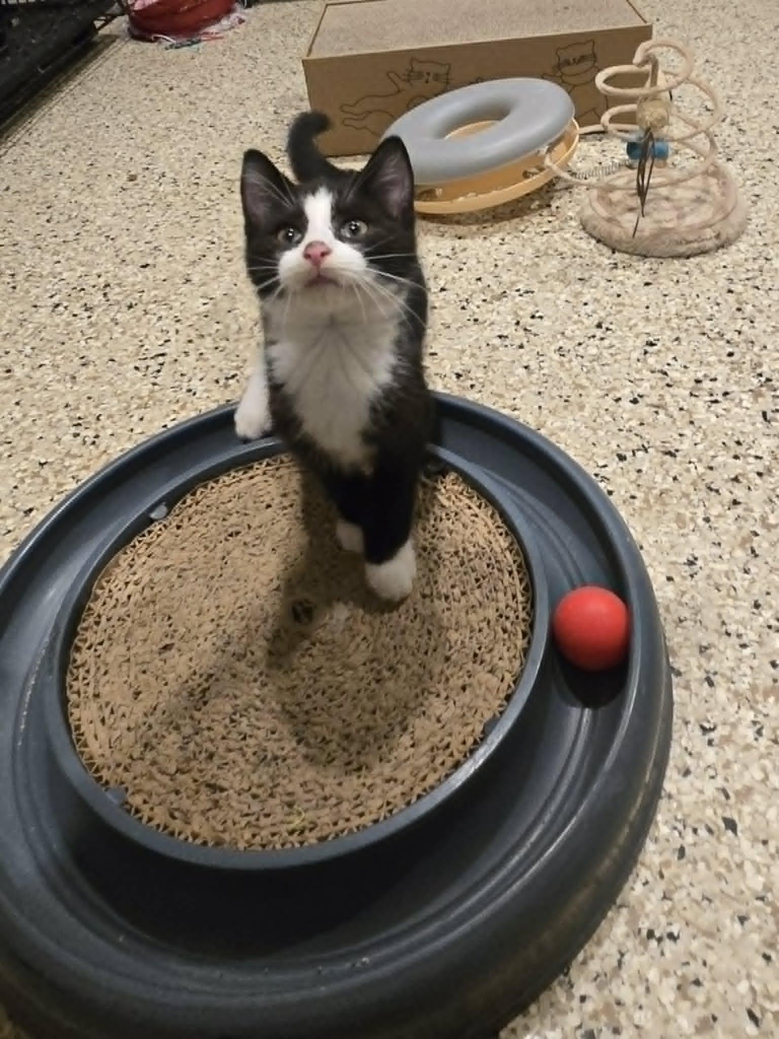 Enlarge M & M, a Adoptable Domestic Short Hair in Freeport, IL image 1/1