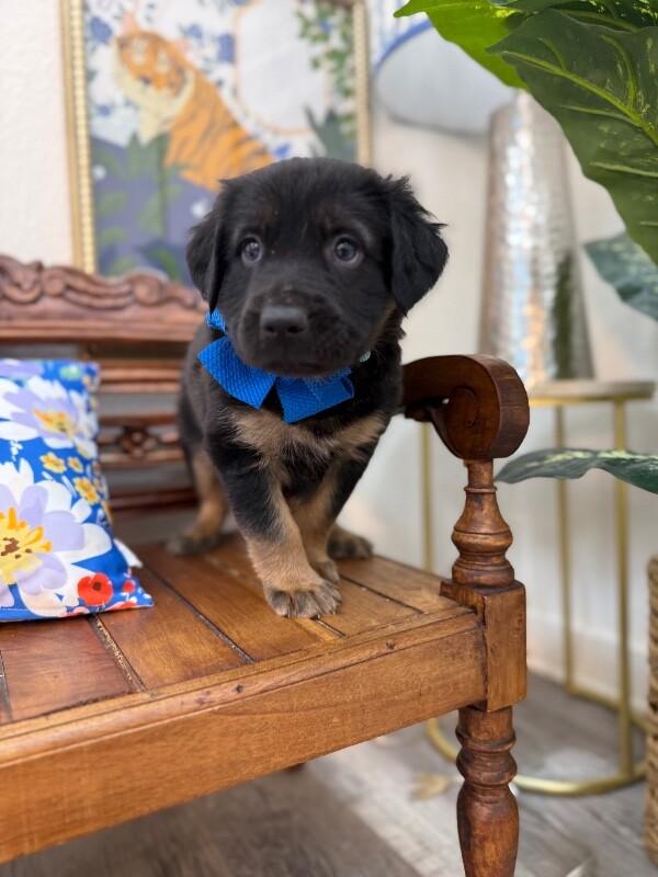 Peets Sweets — thumbnail 2