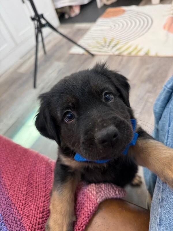 Peets Sweets — thumbnail 5