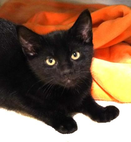 Raven, Adoptable, Kitten Male Domestic Short Hair & Domestic Short Hair.