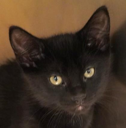Enlarge Raven, a Adoptable mixed breed in Eugene, OR image 2/3