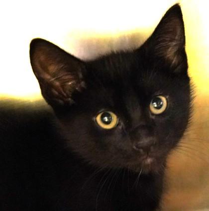 Enlarge Raven, a Adoptable mixed breed in Eugene, OR image 3/3