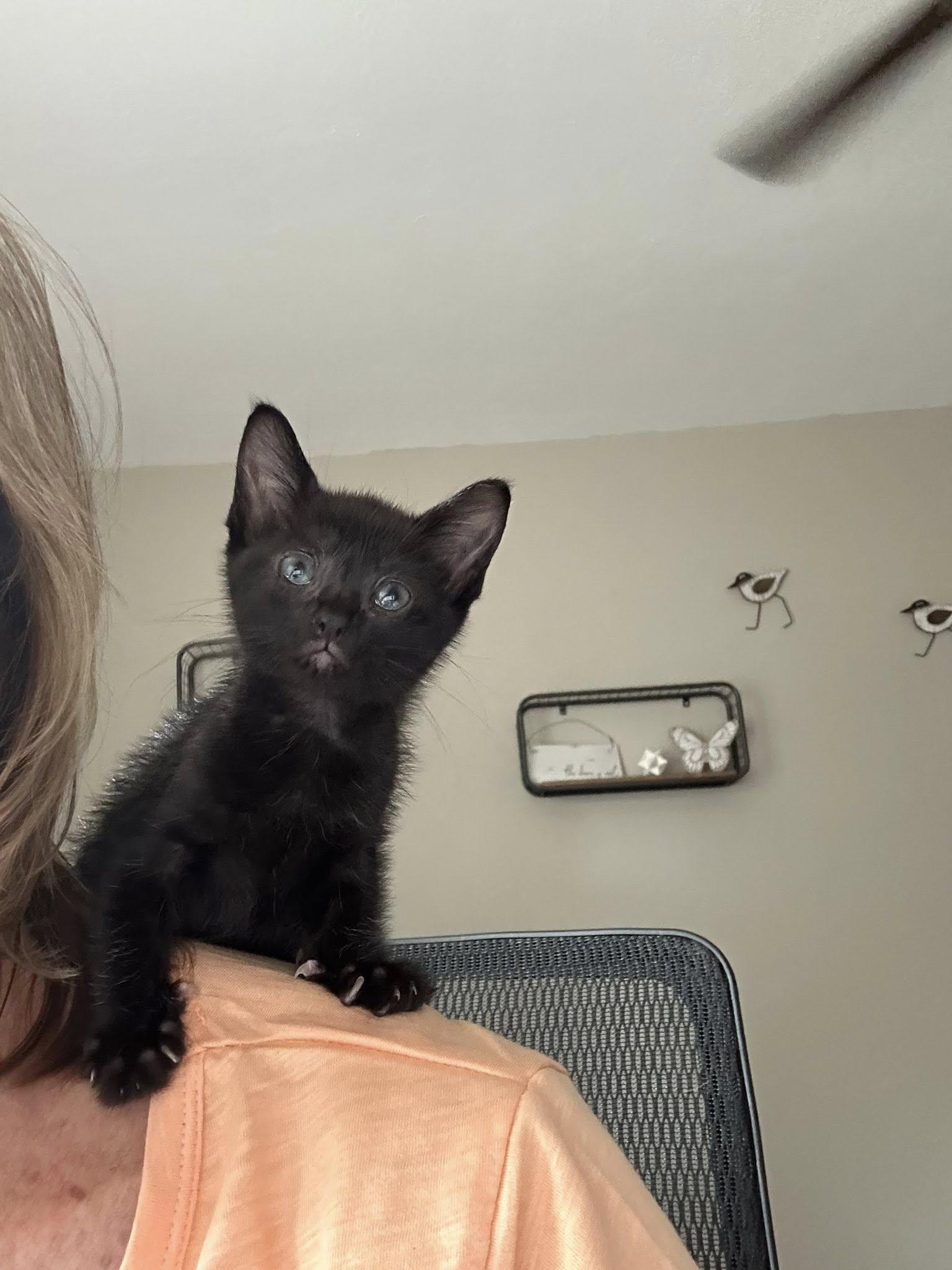 Godzilla, Adopted, Kitten Female Domestic Medium Hair.