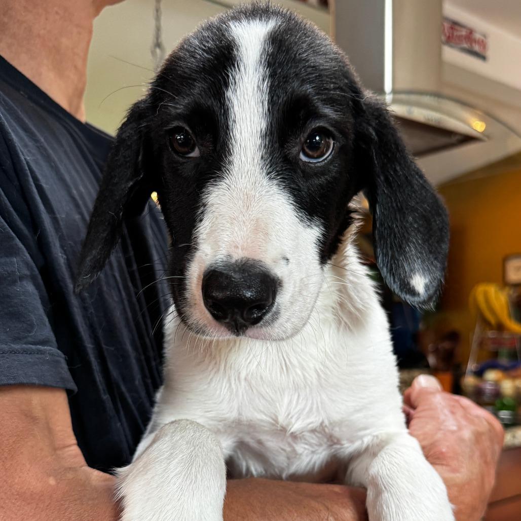 NY Violet (Foster in Yorktown Heights NY), Adoptable, Puppy Female Great Pyrenees & Hound.