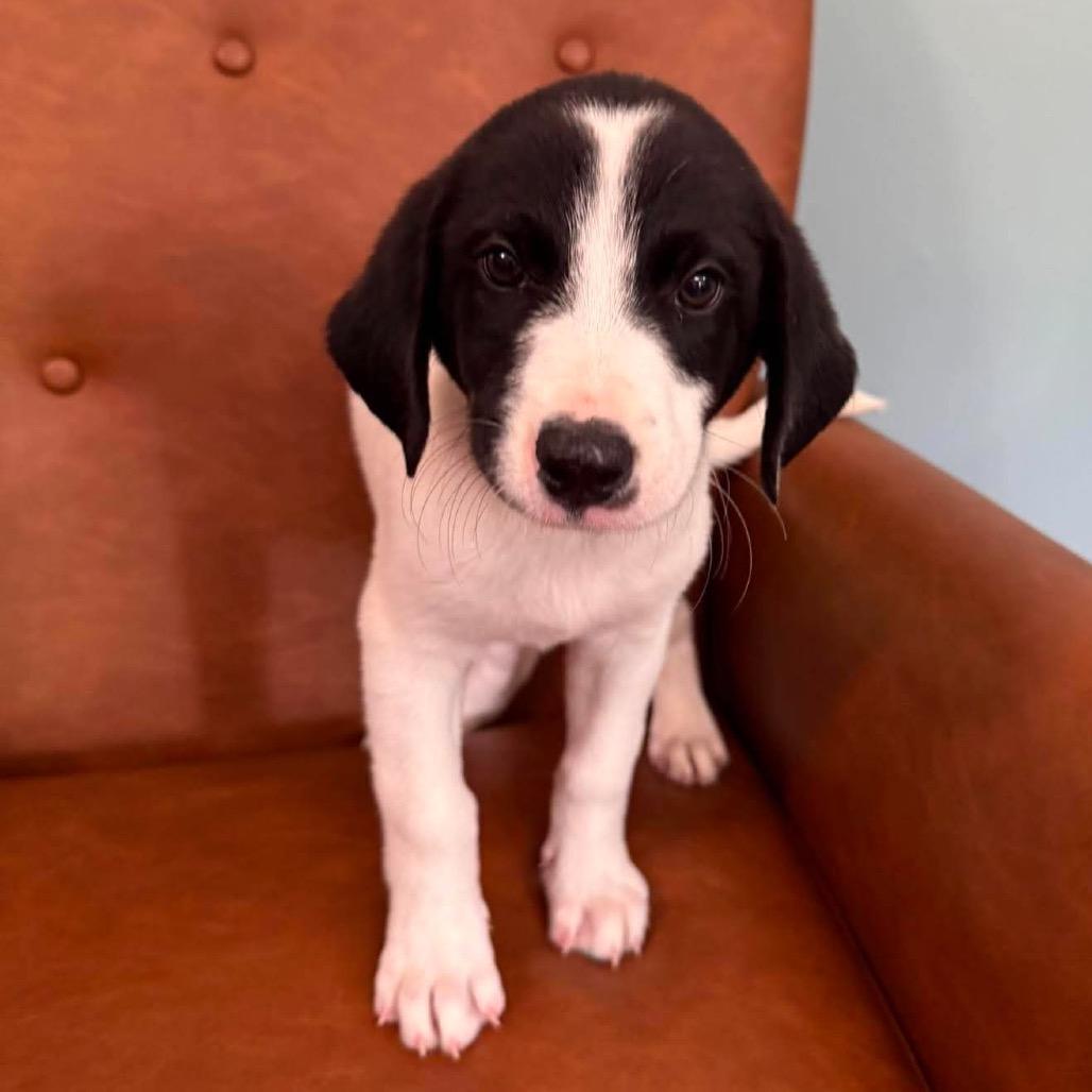 NY Violet (Foster in Yorktown Heights NY), a Adoptable mixed breed in Yorktown Heights, NY image 4/5