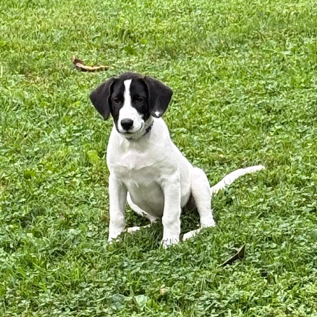 NY Violet (Foster in Yorktown Heights NY), a Adoptable mixed breed in Yorktown Heights, NY image 2/5