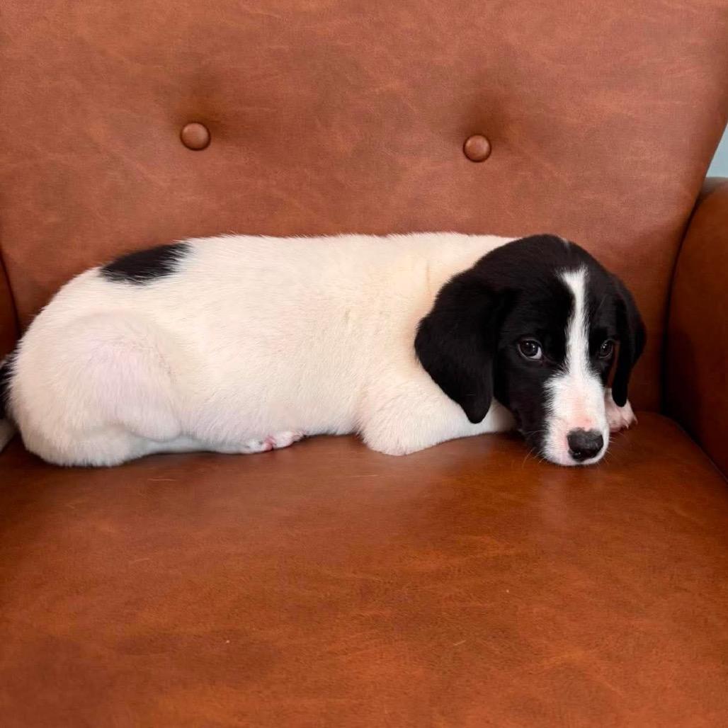 NY Violet (Foster in Yorktown Heights NY), a Adoptable mixed breed in Yorktown Heights, NY image 5/5