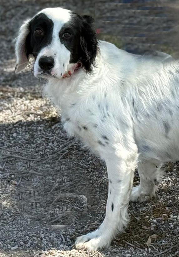 Mia, a ADOPTABLE English Setter in Grapevine, TX image 4/6