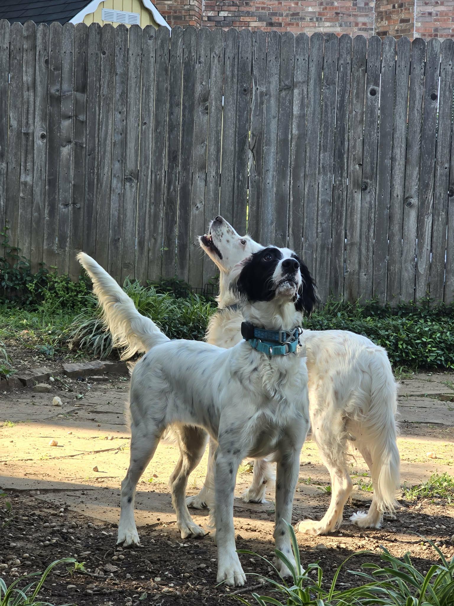 Mia, a ADOPTABLE English Setter in Grapevine, TX image 3/6