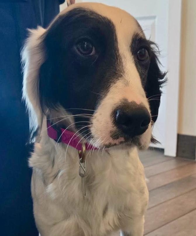 Mia, a ADOPTABLE English Setter in Grapevine, TX image 2/6