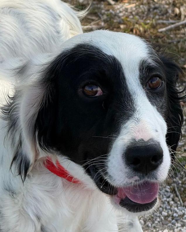 Mia, a ADOPTABLE English Setter in Grapevine, TX image 1/6