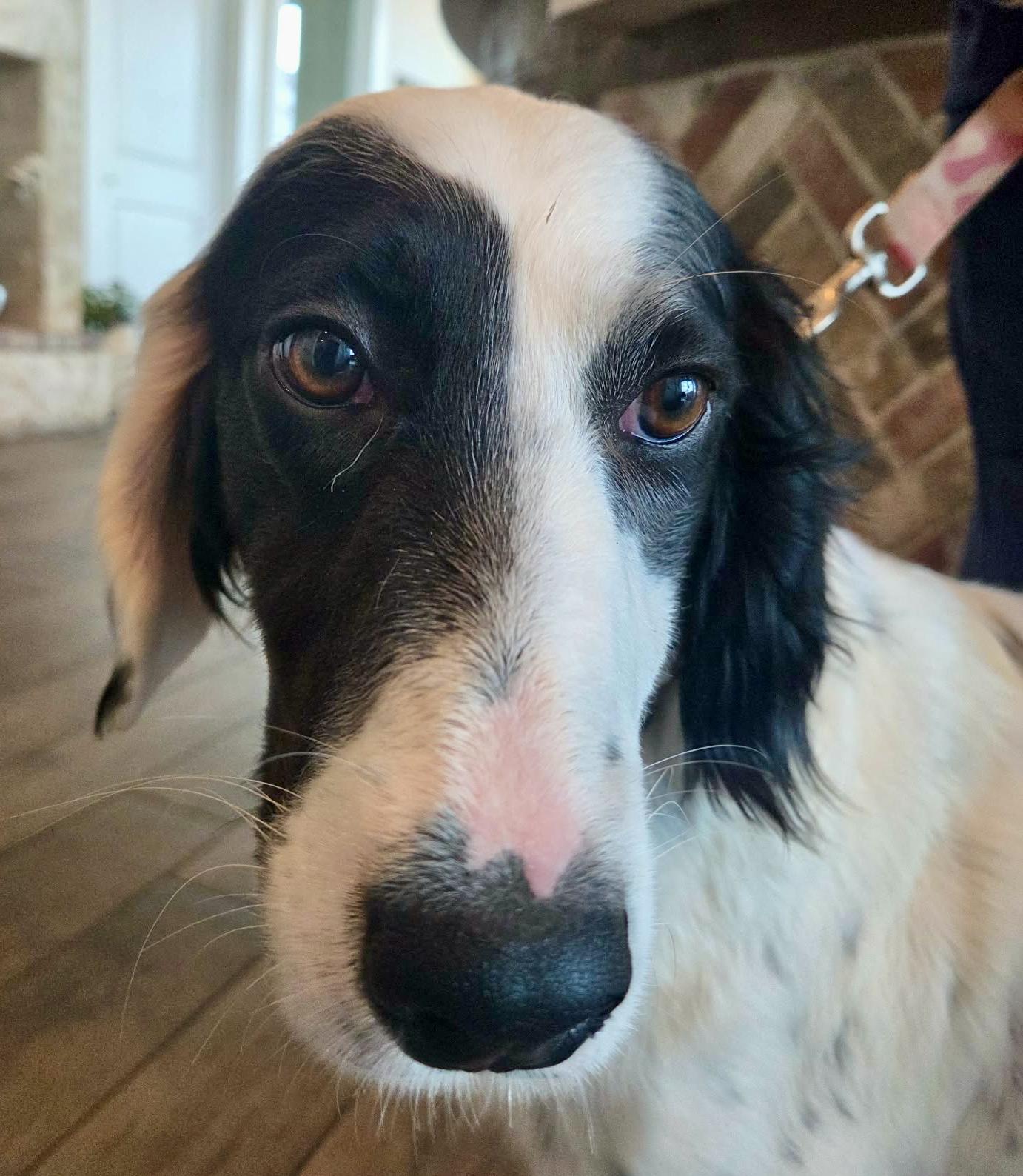 Mia, a ADOPTABLE English Setter in Grapevine, TX image 5/6