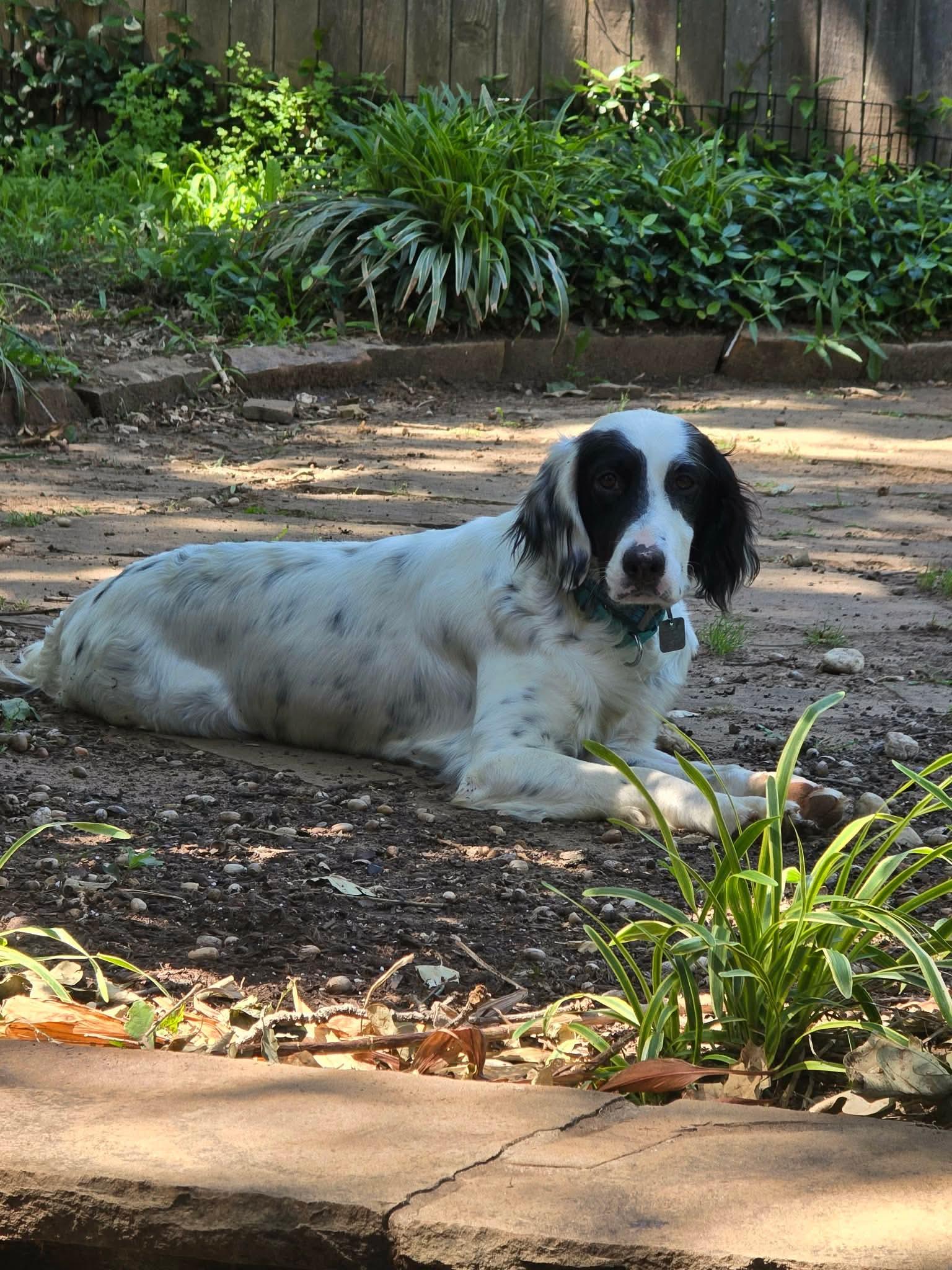 Mia, a ADOPTABLE English Setter in Grapevine, TX image 6/6