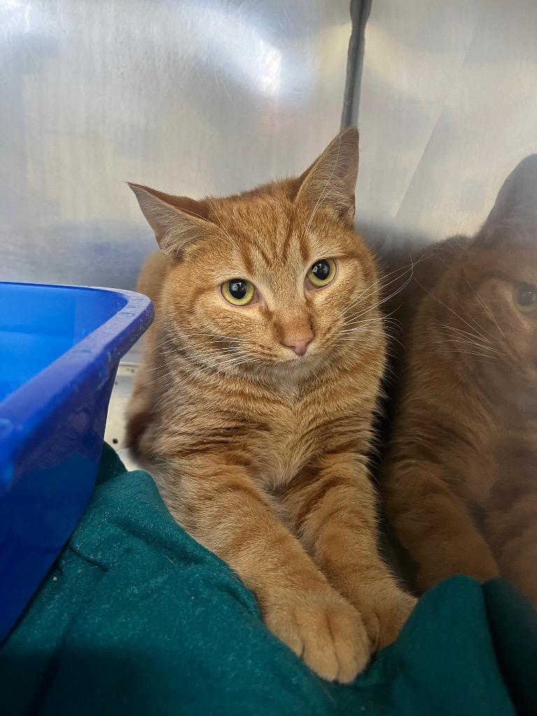 Fergus, Adoptable, Young Male Domestic Short Hair.