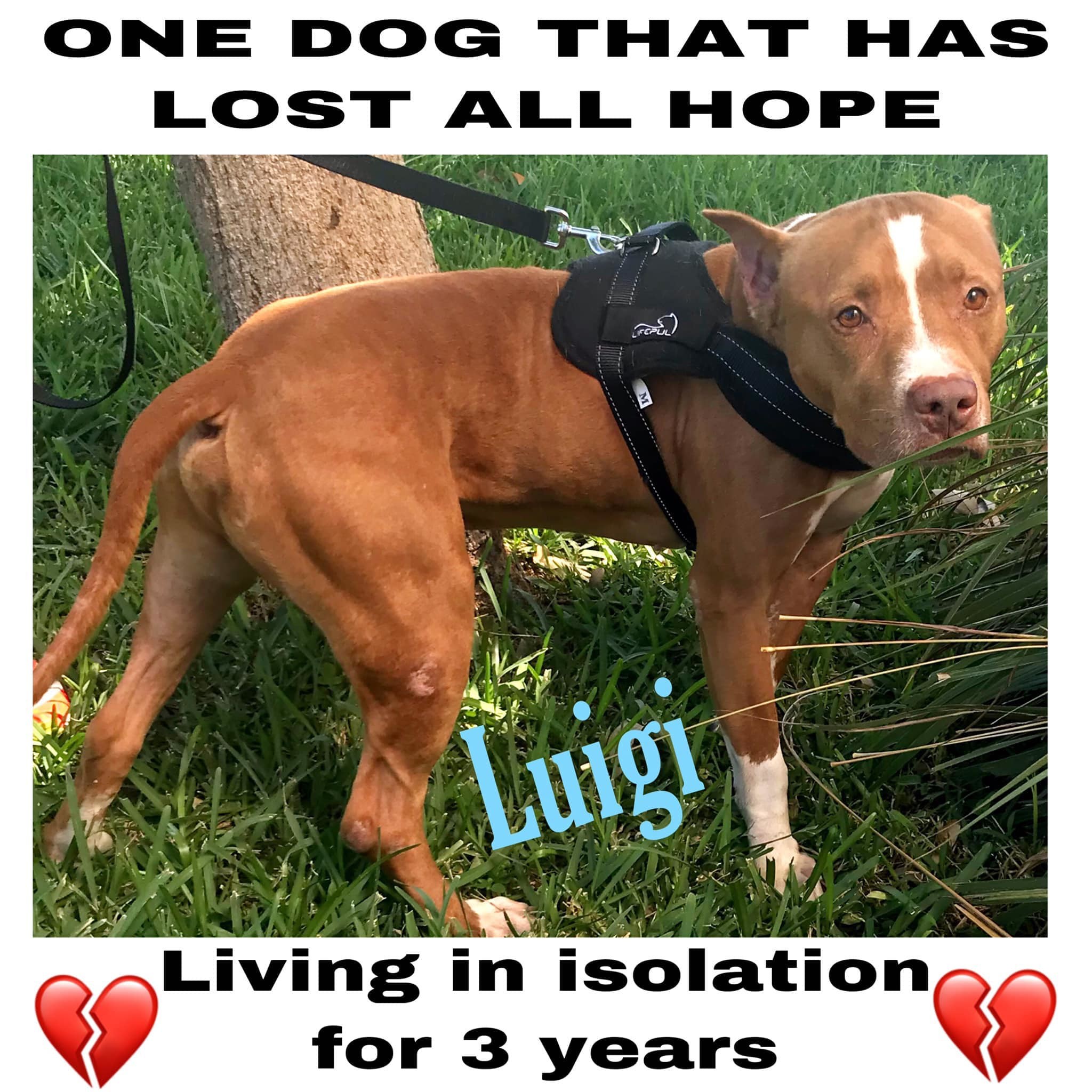 Enlarge Luigi, a Adoptable Pit Bull Terrier in Coral Springs, FL image 1/3